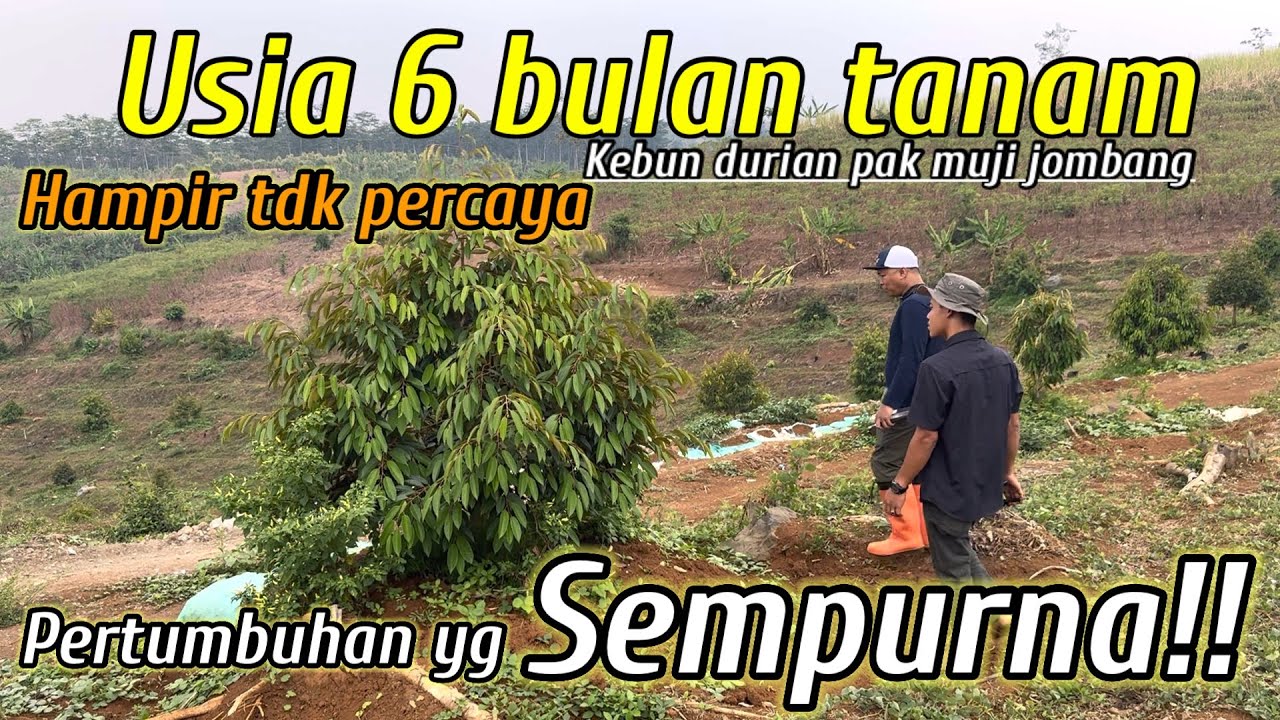 PERAWATAN SESUAI SOP HASILNYA TUMBUH SUBUR , pengecekan kebun durian customer jombang
