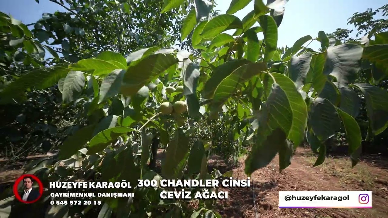 Oğlananası Ceviz ve Zeytinlik Arsa