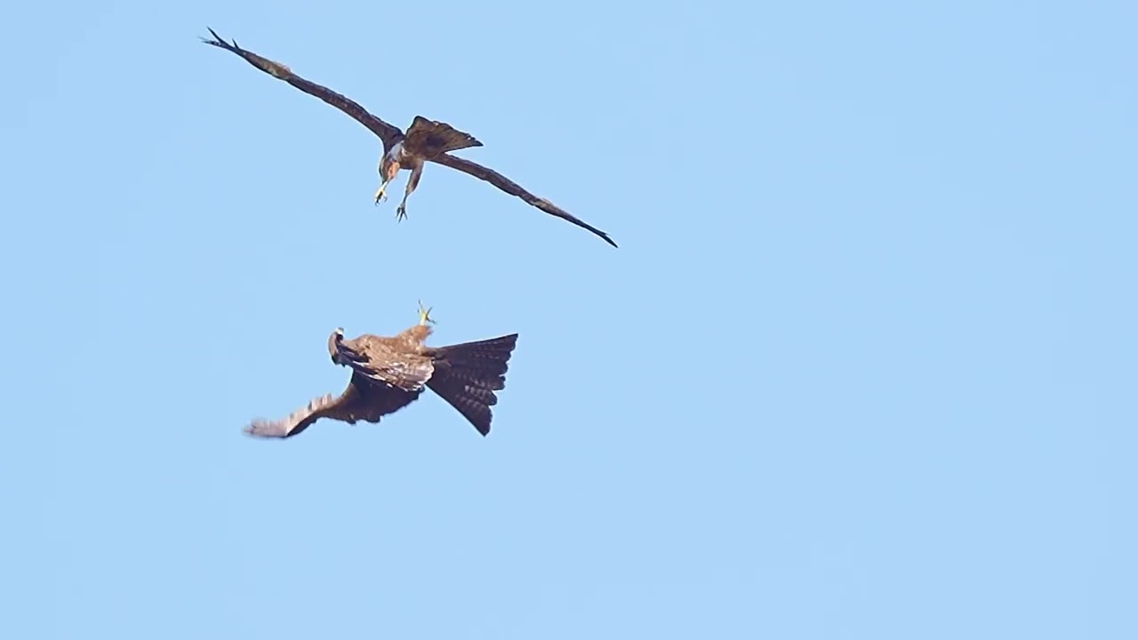 Kite attacking in air