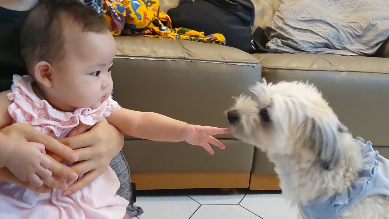 [KOR Parenting] Первая встреча 5-месячного ребенка и щенка
