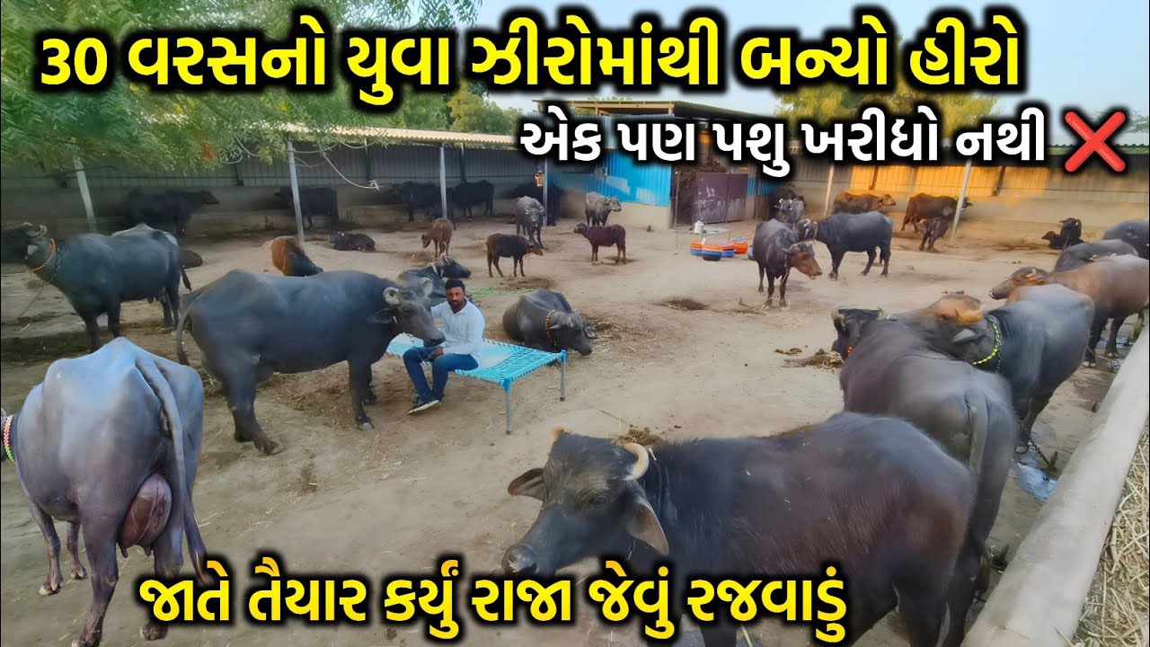 30 લાખના દુધ સાથે તાલુકામાં શ્રેષ્ઠ પશુપાલકનું પુરસ્કાર જીત્યો. Dairy farming in Banaskantha 