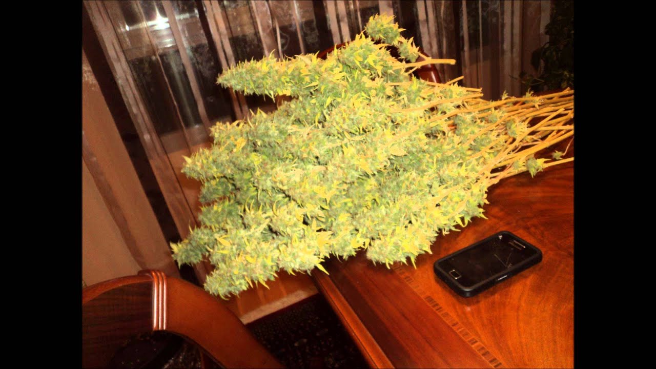 Offspring - Kids aren&acute;t allright (weed clip).wmv