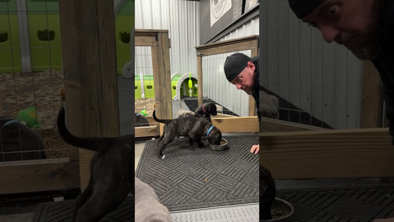 5-Week-Old Puppies Solving Real Problems | Puppy Culture Barrier Challenge