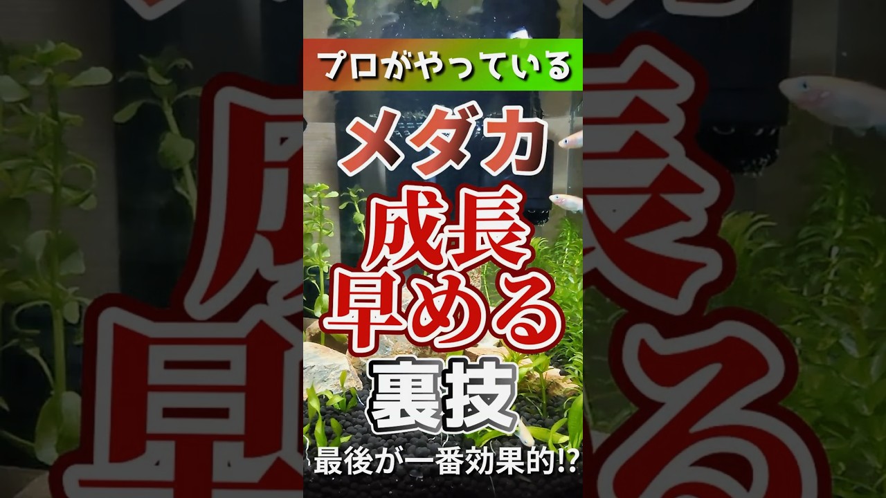 【育成テクニック】プロ直伝！メダカの成長を早めるコツとは？#メダカ #針子 #テクニック