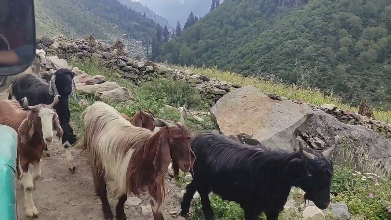 On the Way to Shounter Valley by Jeep #ShounterValleyJeep