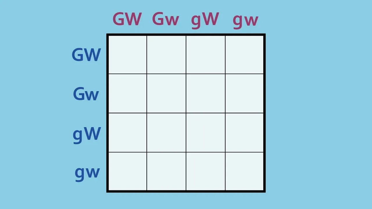 How to Complete a Dihybrid Punnett Square