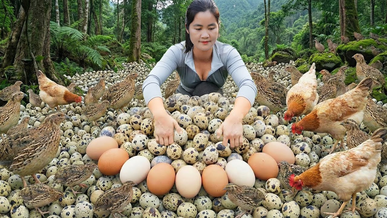 Harvesting A Lot Of Quail Eggs, Quails, Chicken Eggs in Wild - Bring them to market to sell