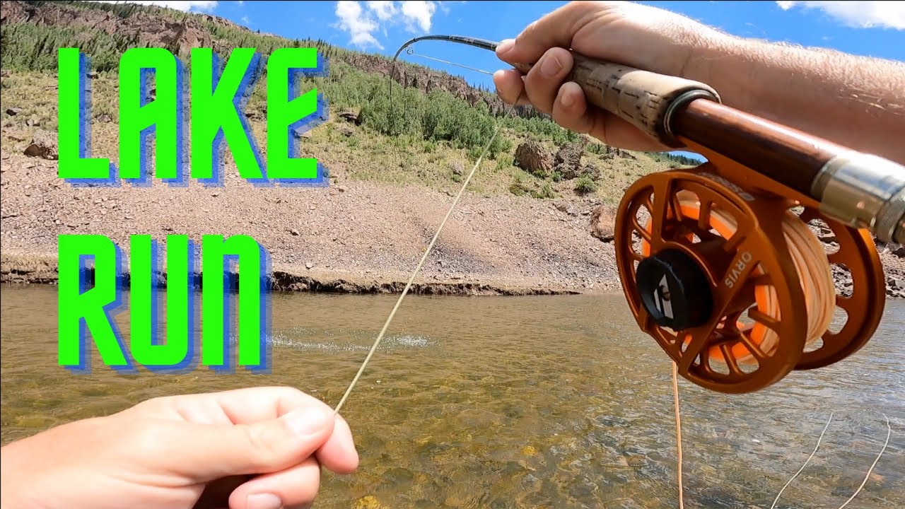 LAKE RUN Rainbows - fly fishing