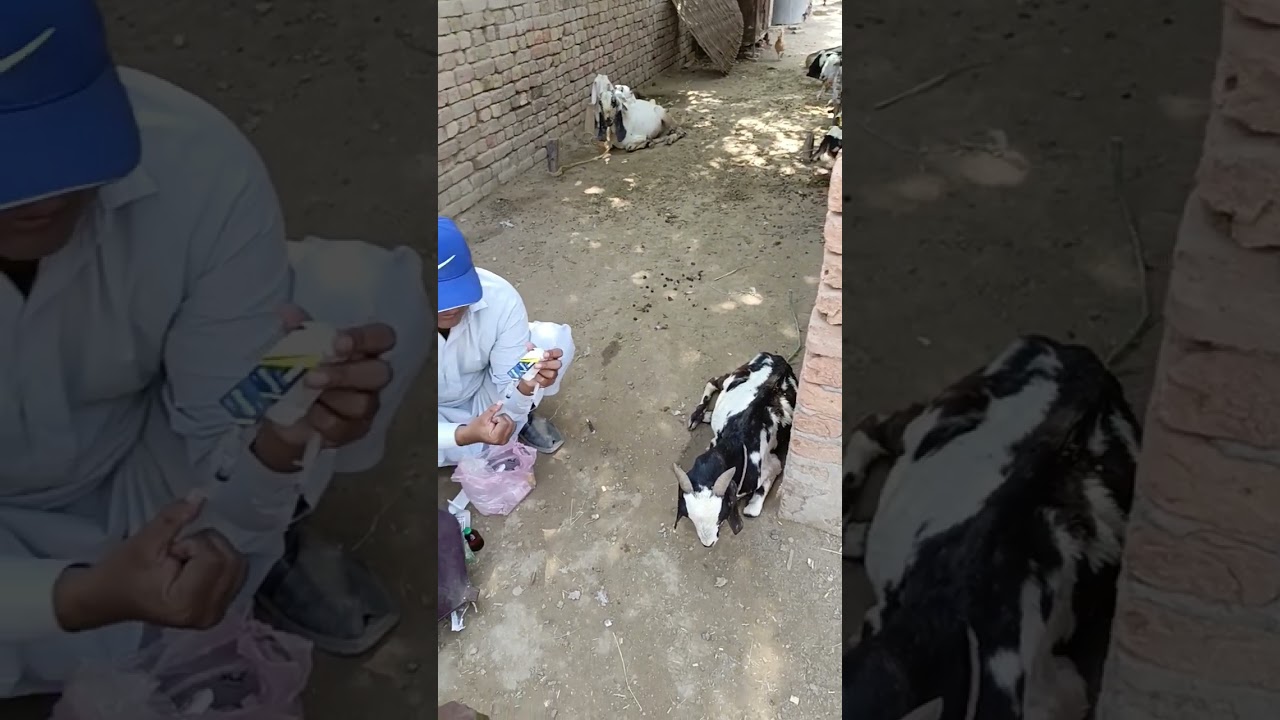 Treatment of goat. Reluctance to move, weekness, fatigue, paralysis,,