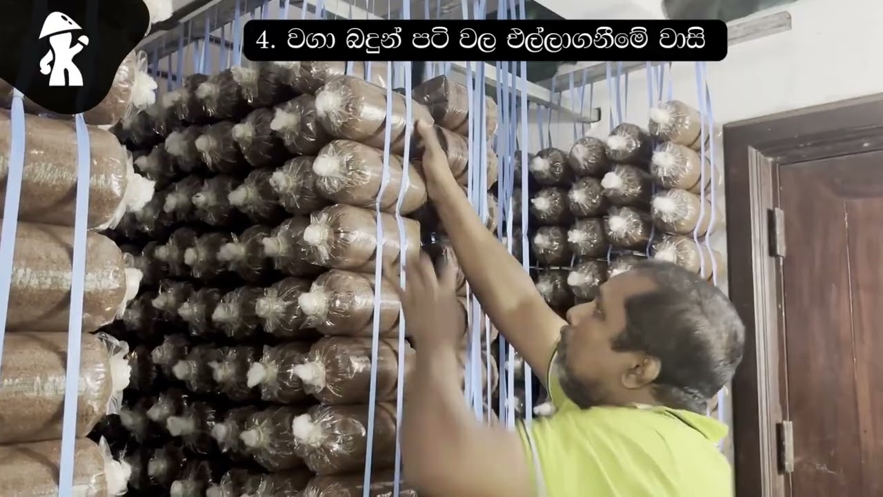 බිම් මල් වගා බදුන් එල්ලන ආකාරය | How to hang mushroom grow bags