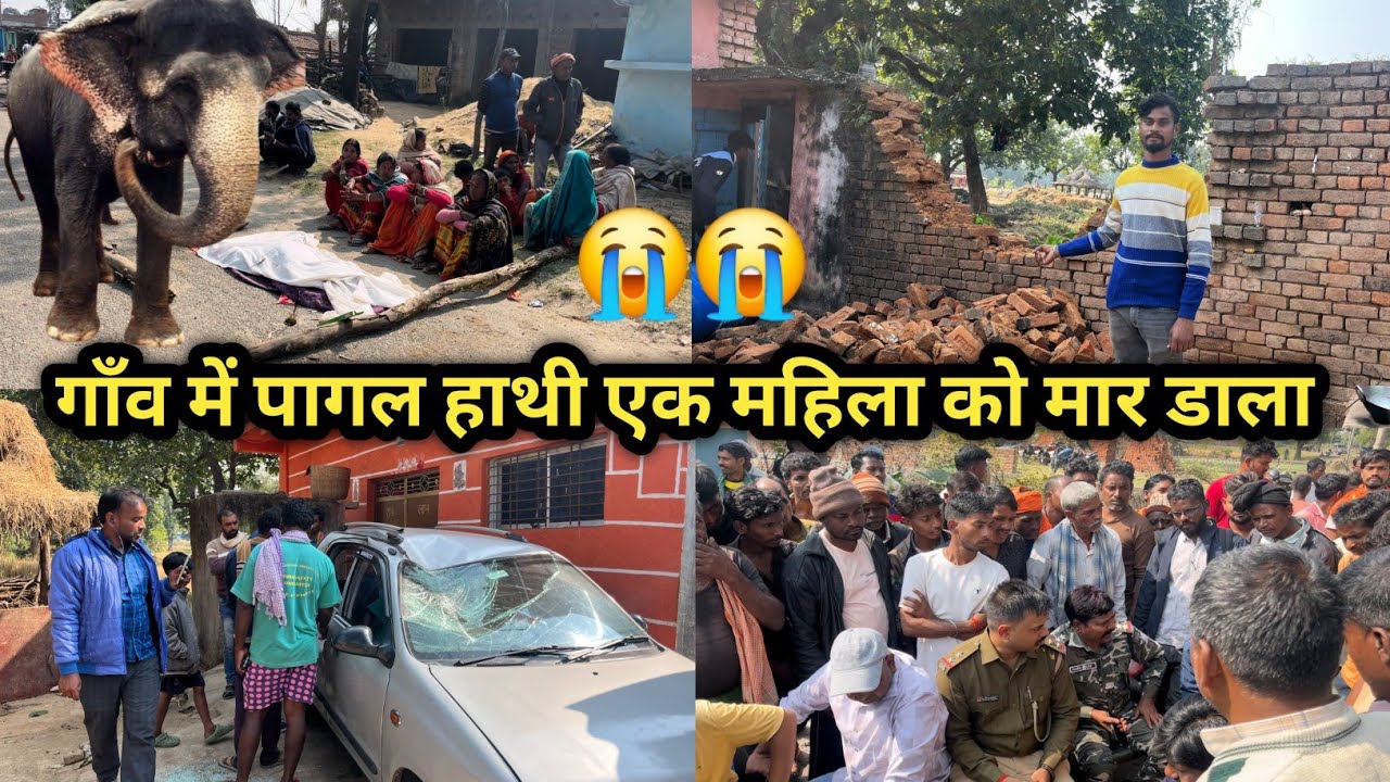 गाँव में पागल हाथी एक महिला को घर से निकाल के मार डाला 😭 बहुत कोई का जान जाते-जाते बच गया #hathi 