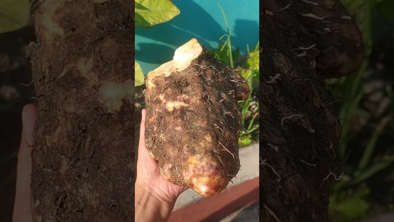 Elephant foot yam with fish!!!! #tribalfood #bodocuisine