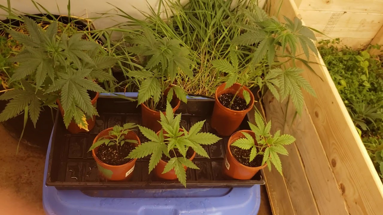 No Till Cannabis grow room tour