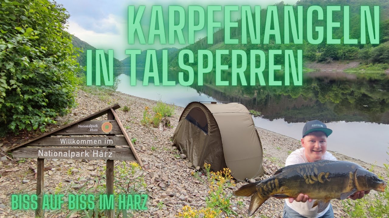 Karpfenangeln im Harz - Biss auf Biss trotz Futterverbot an großer Talsperre