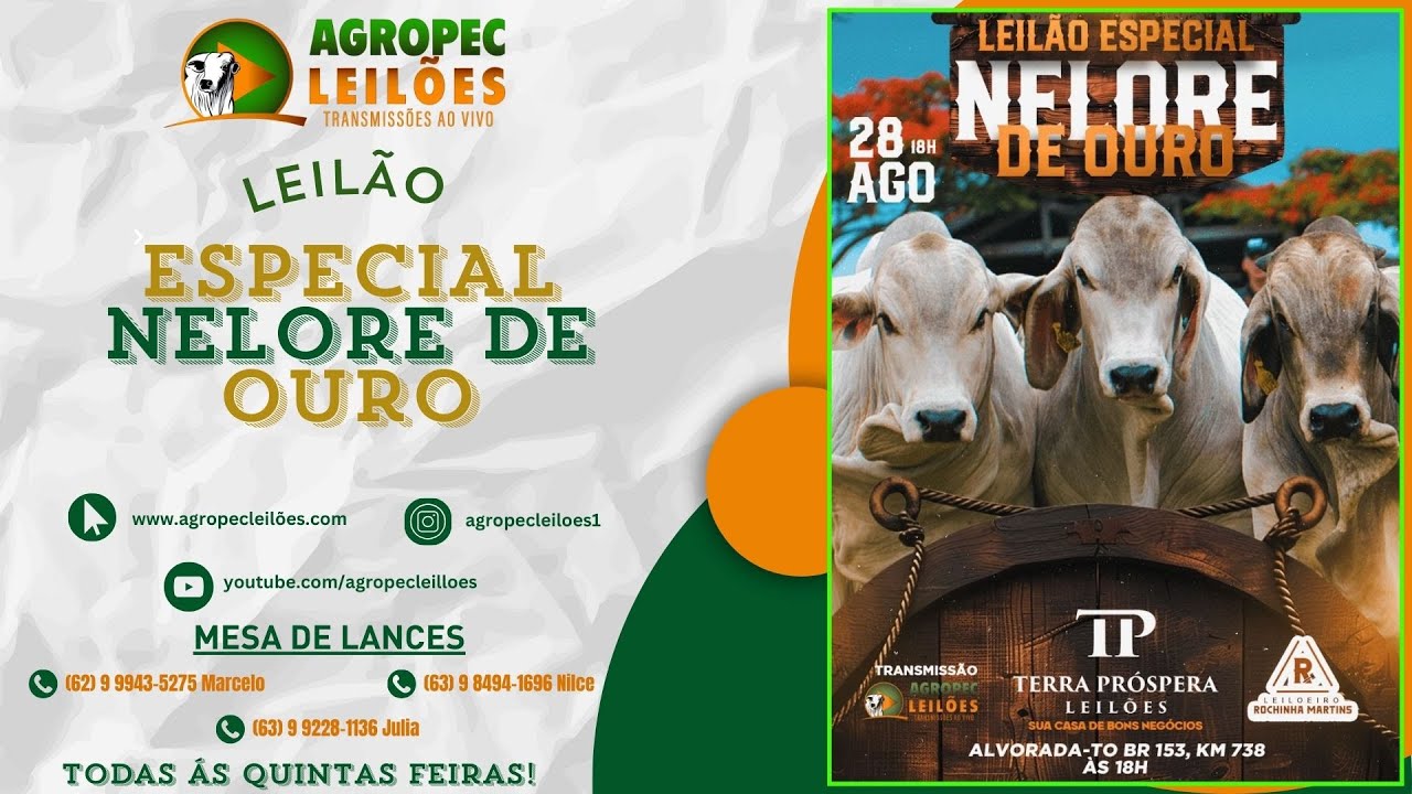 agropecleiloes.com LEILÃO ESPECIAL NELORE DE OURO | TERRA PRÓSPERA LEILÕES-ALVORADA-TO 28/08/2025