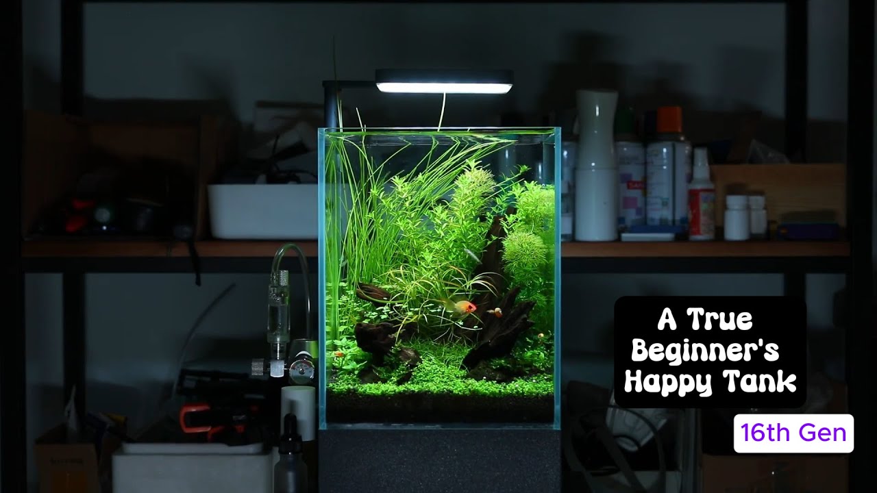A True Beginner’s Happy Tank | Desktop Aquarium | 3D-Printed (16th Gen)