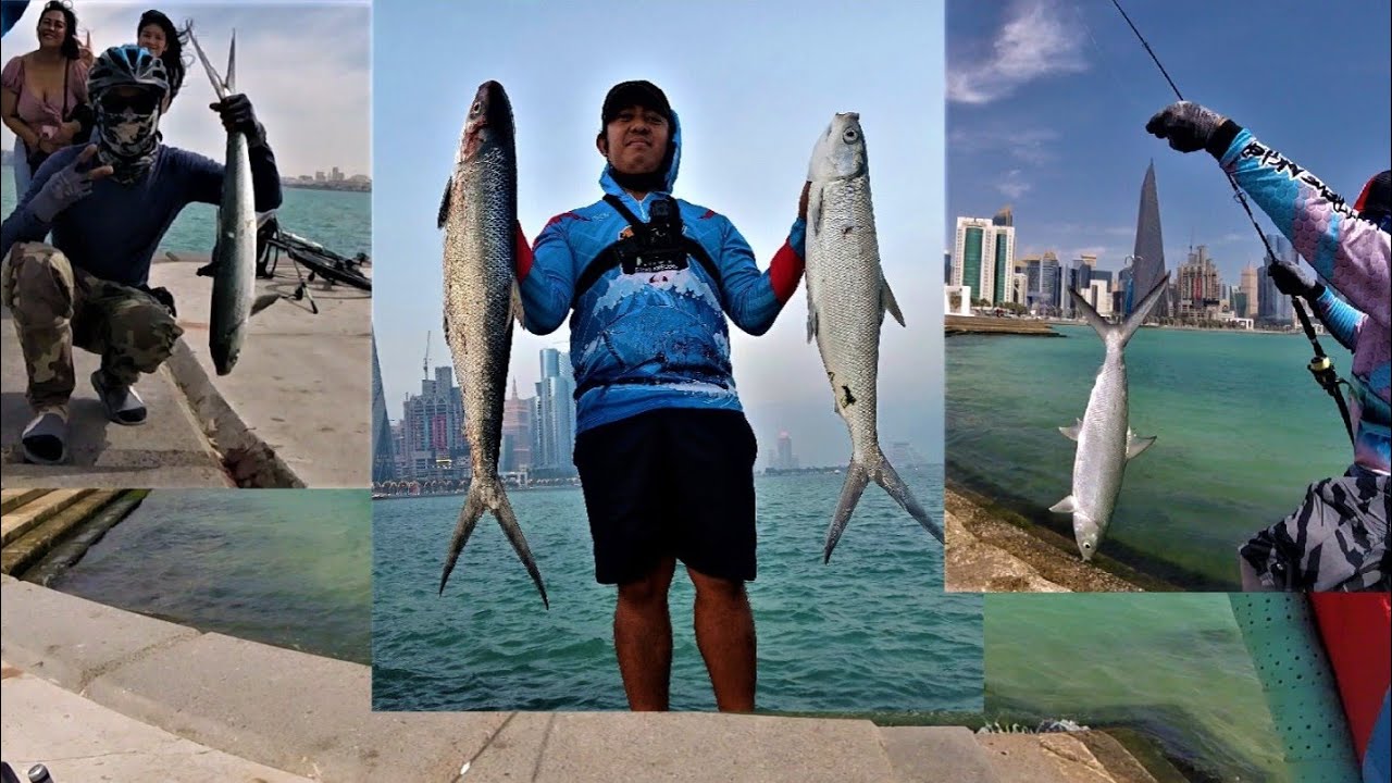 Fishing in Qatar l Milkfish Hunting in Corniche