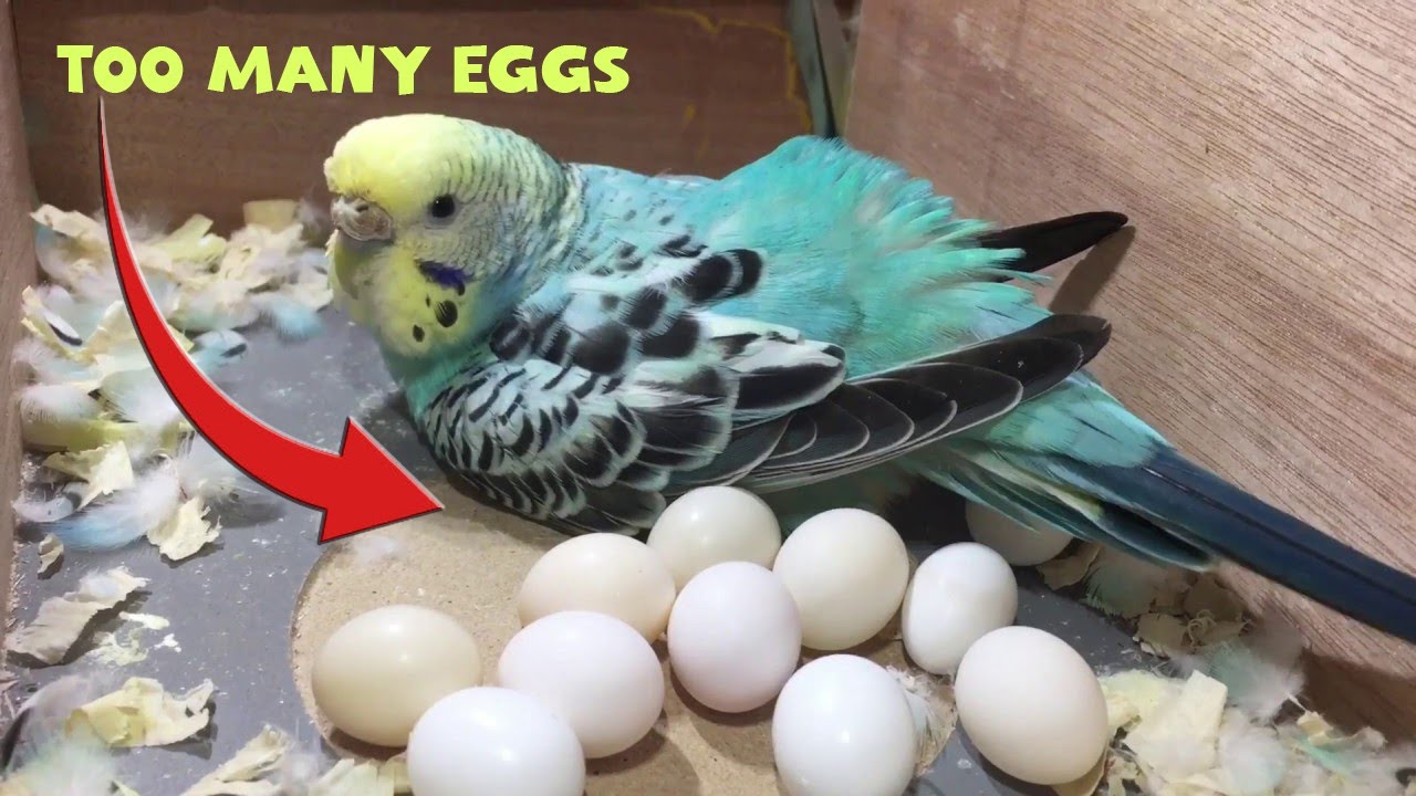 Budgie Growth Stages | Day 18 of Babies Time lapse🐦