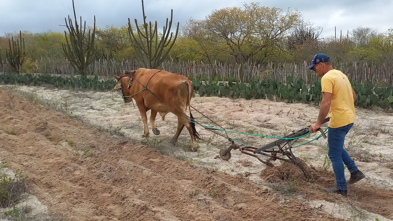 HUGO COMEÇOU A RISCAR A TERRA COM SEU BOI LIMOEIRO EM SOLEDADE PARAIBA 