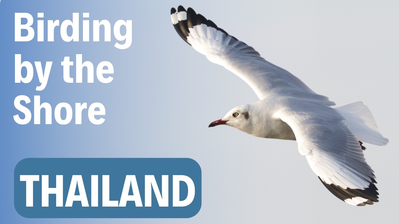 Thousands of Gulls Descend on the Gulf of Thailand