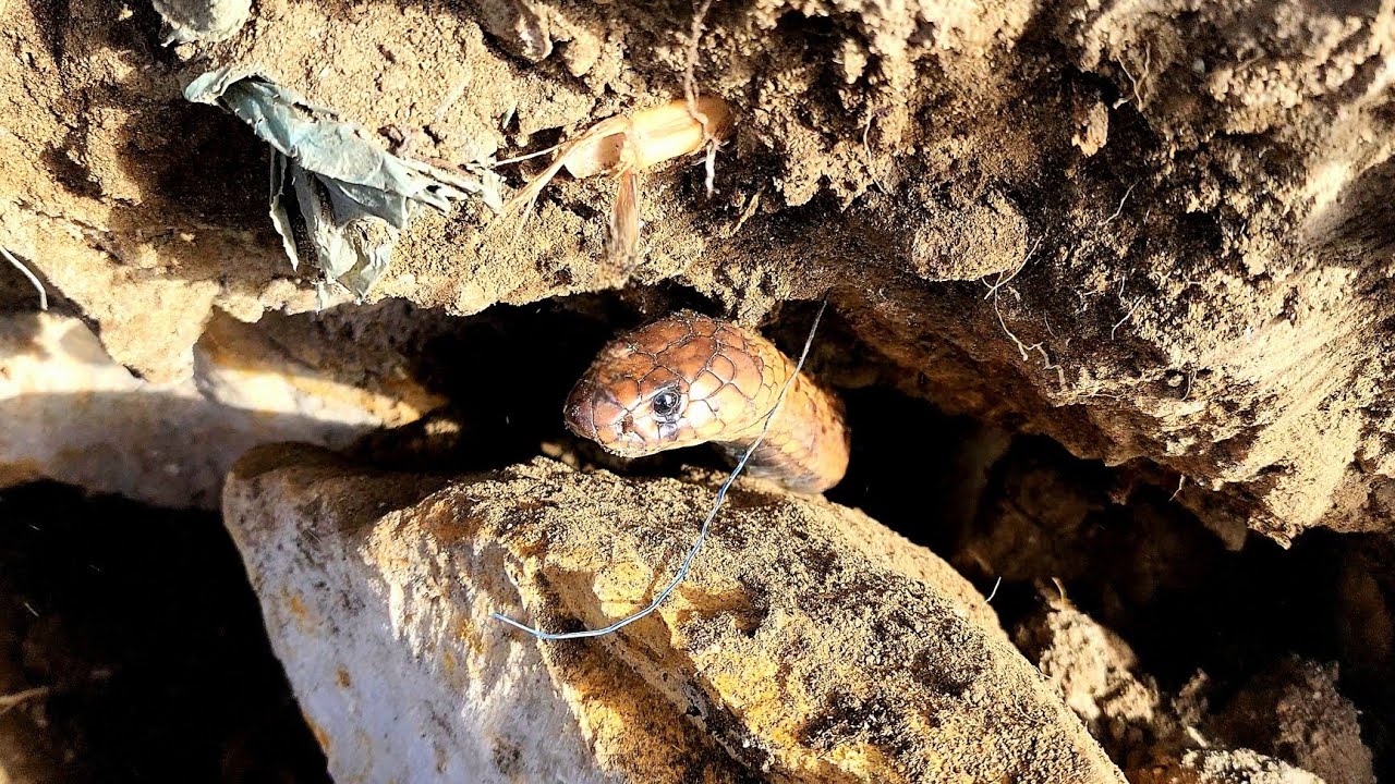 صيد ذكر كوبرا شرس جدا من داخل الحجارة مع احمد الدكرونى