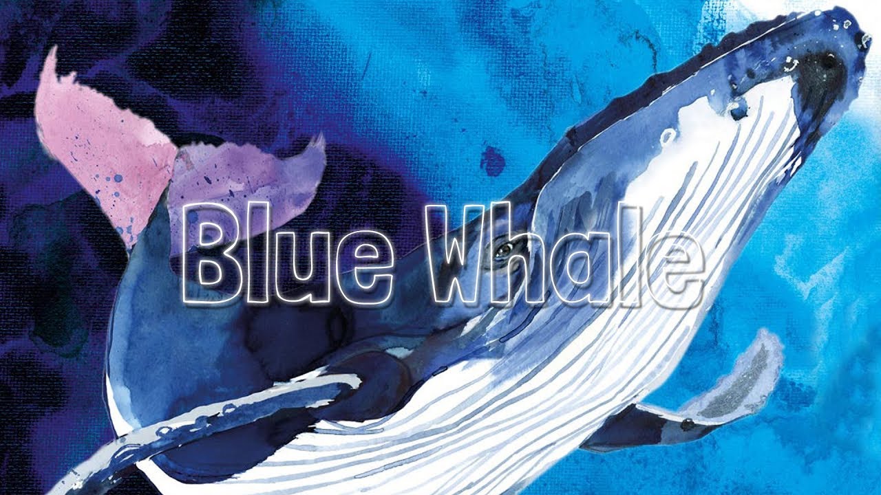 Blue Whale
