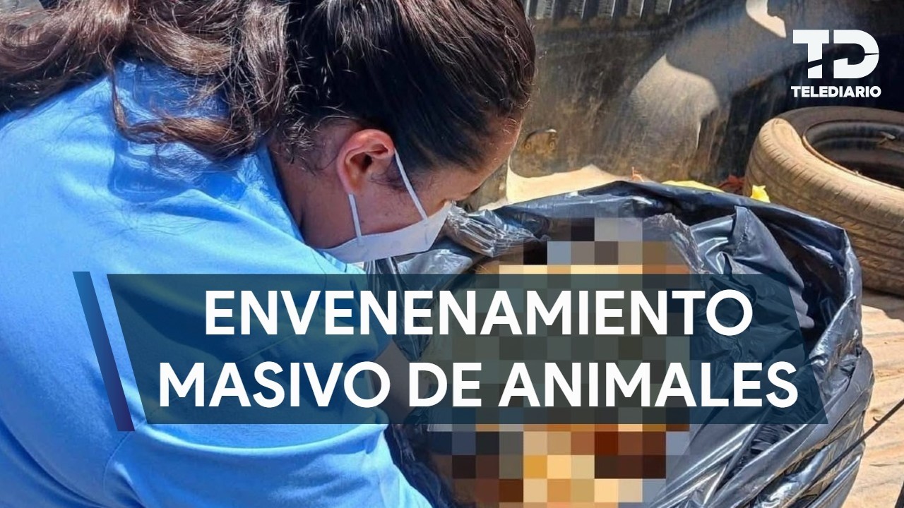 Denuncian envenenamiento masivo de animales en Tapalpa, Jalisco; han muerto 16 perros y un gato