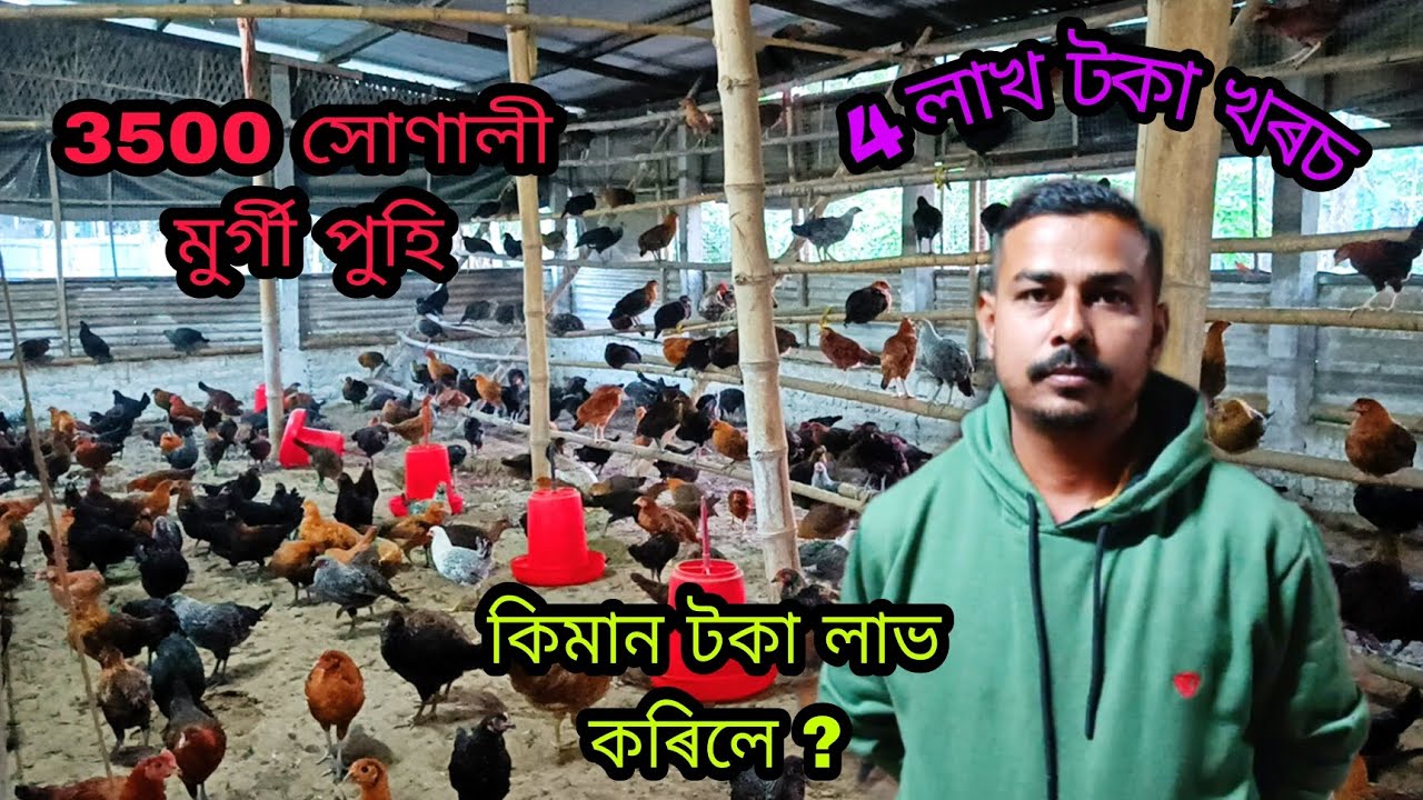 3500 Capacity সোনালী কুকুৰাৰ ফাৰ্ম কৰি লাখ টকা উপাৰ্জন। Assam Sonali murgi Farm।sonali murgi palon
