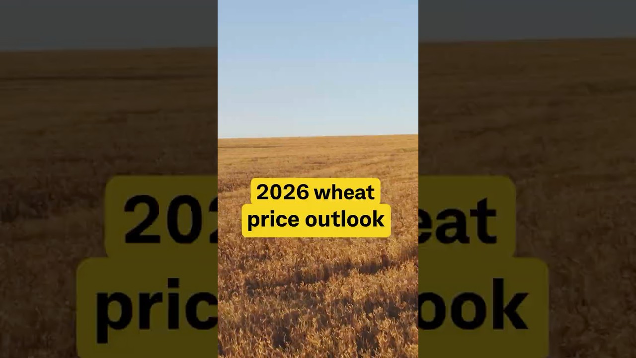 Прогноз цен на пшеницу на 2026 год