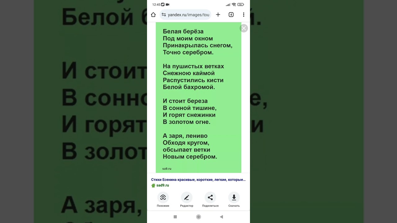Берёза. С.Есенин