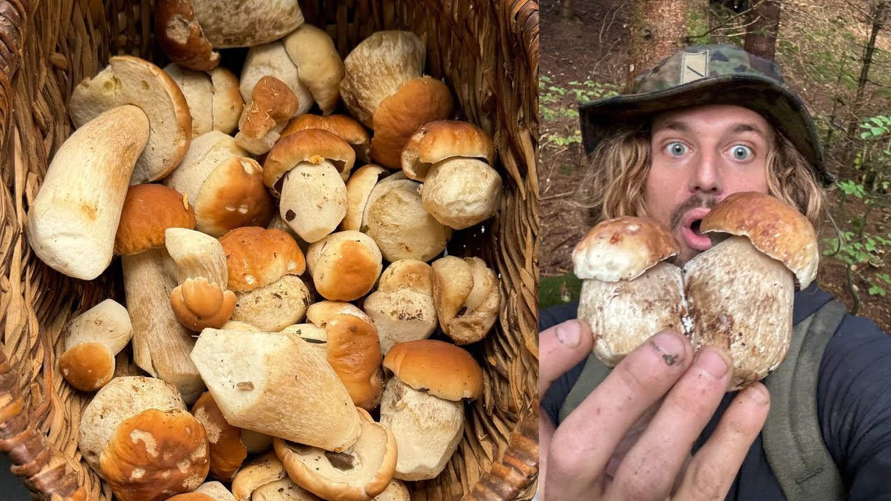 Des Cèpes de Bordeaux partout! Ceuillette de champignon INCROYABLE avec Gustin!