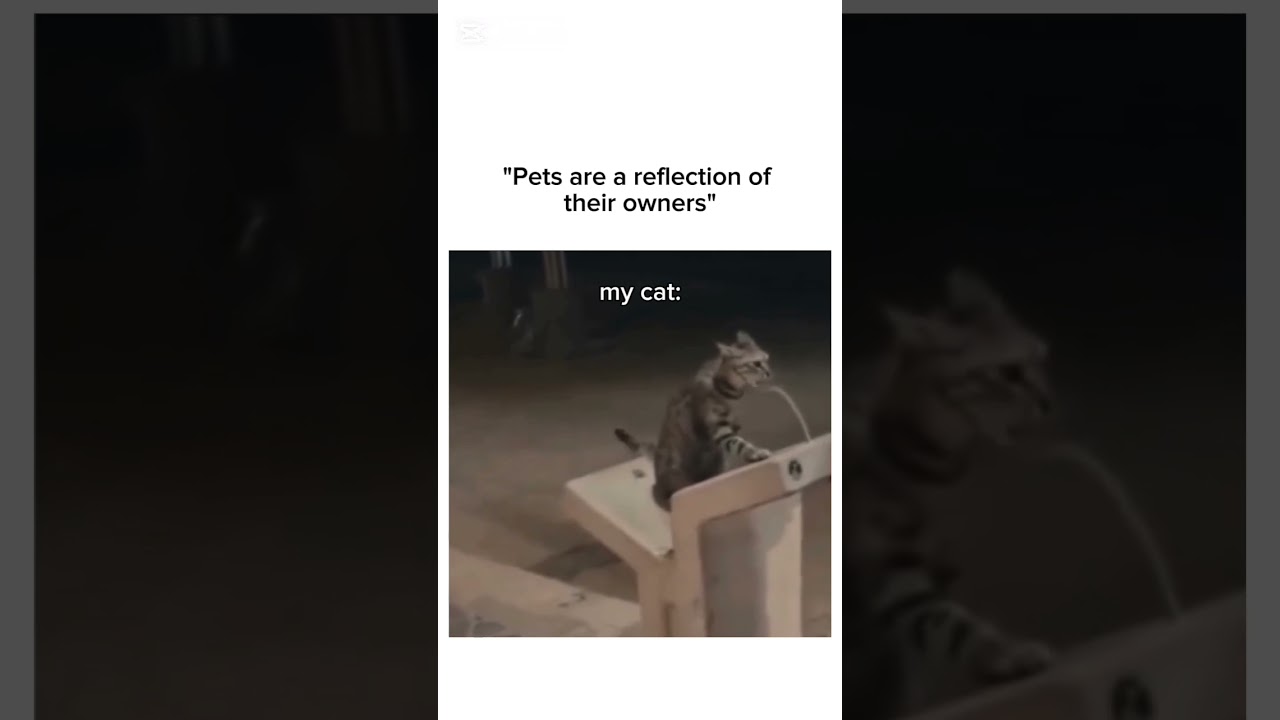 I'm like who ? #funny #meme #humor #relatable #germanartist #austrianartist #cat #catmemes #funnycat