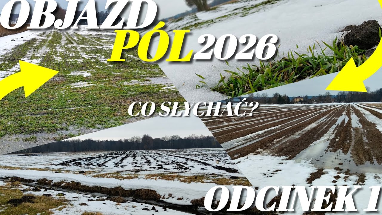 OBJAZD PÓL 🙂 pszenżyto -  CO SŁYCHAĆ PO MROZACH? 🤔PodTopy🫡 odcinek 1 / 2026 Kiedy nawozy?