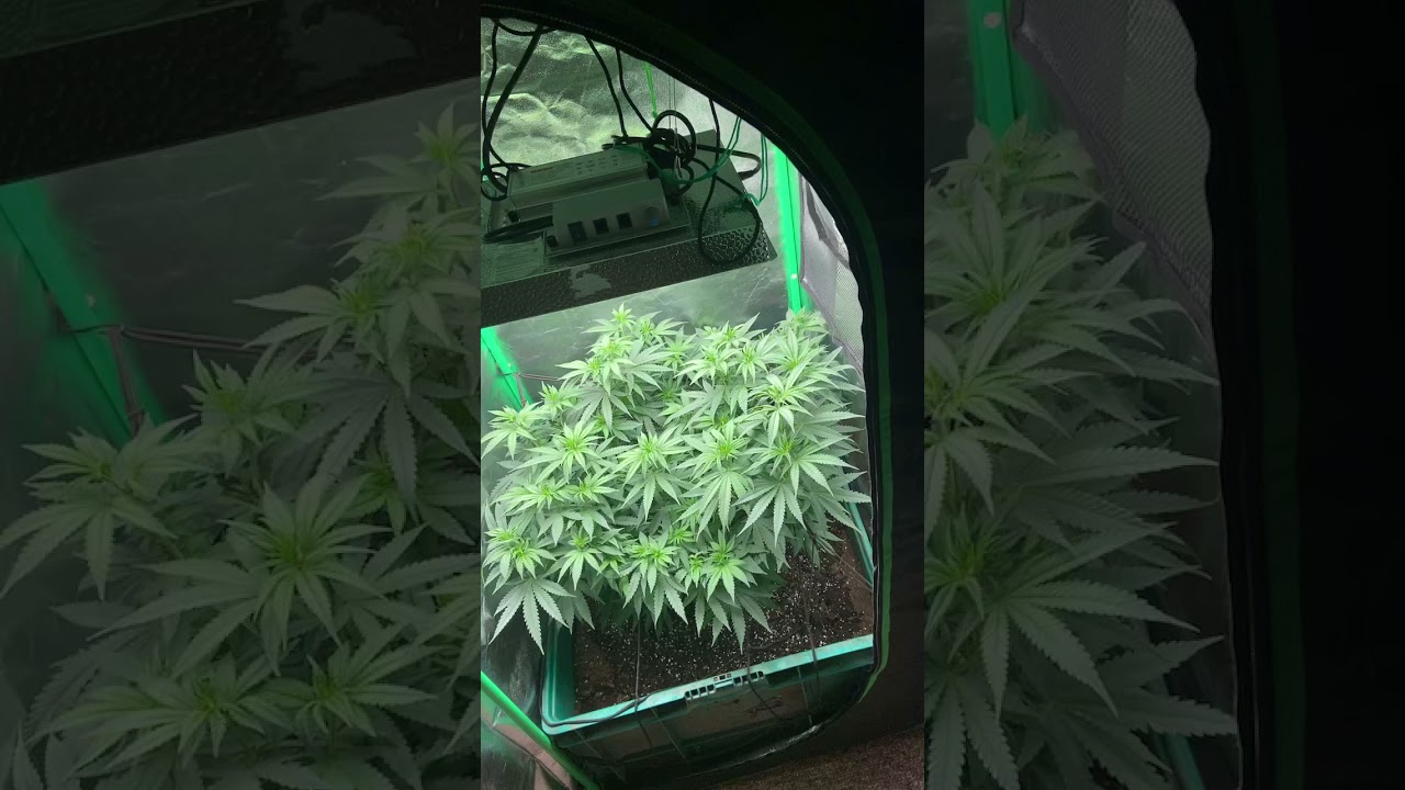 Mars hydro ts1000 2x2 gorilla glue grow
