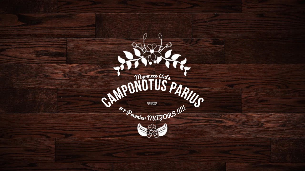 Camponotus Parius #7 - MAJORS + Agrandissement du nid !!!!