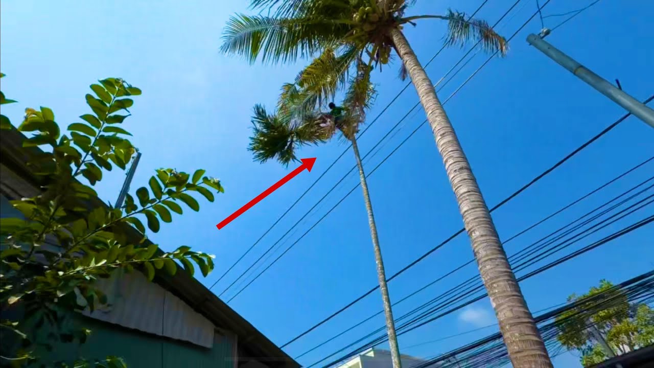 Cưa Cây Cau Trên Máy Nhà Nhiều Dây Điện 
