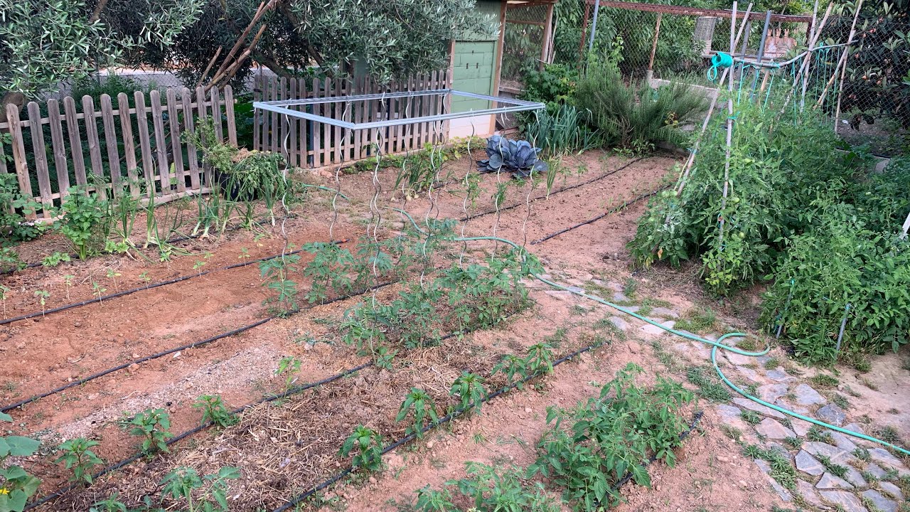 El huerto familiar en junio, empieza el calor 🥵/ La granja en casa.