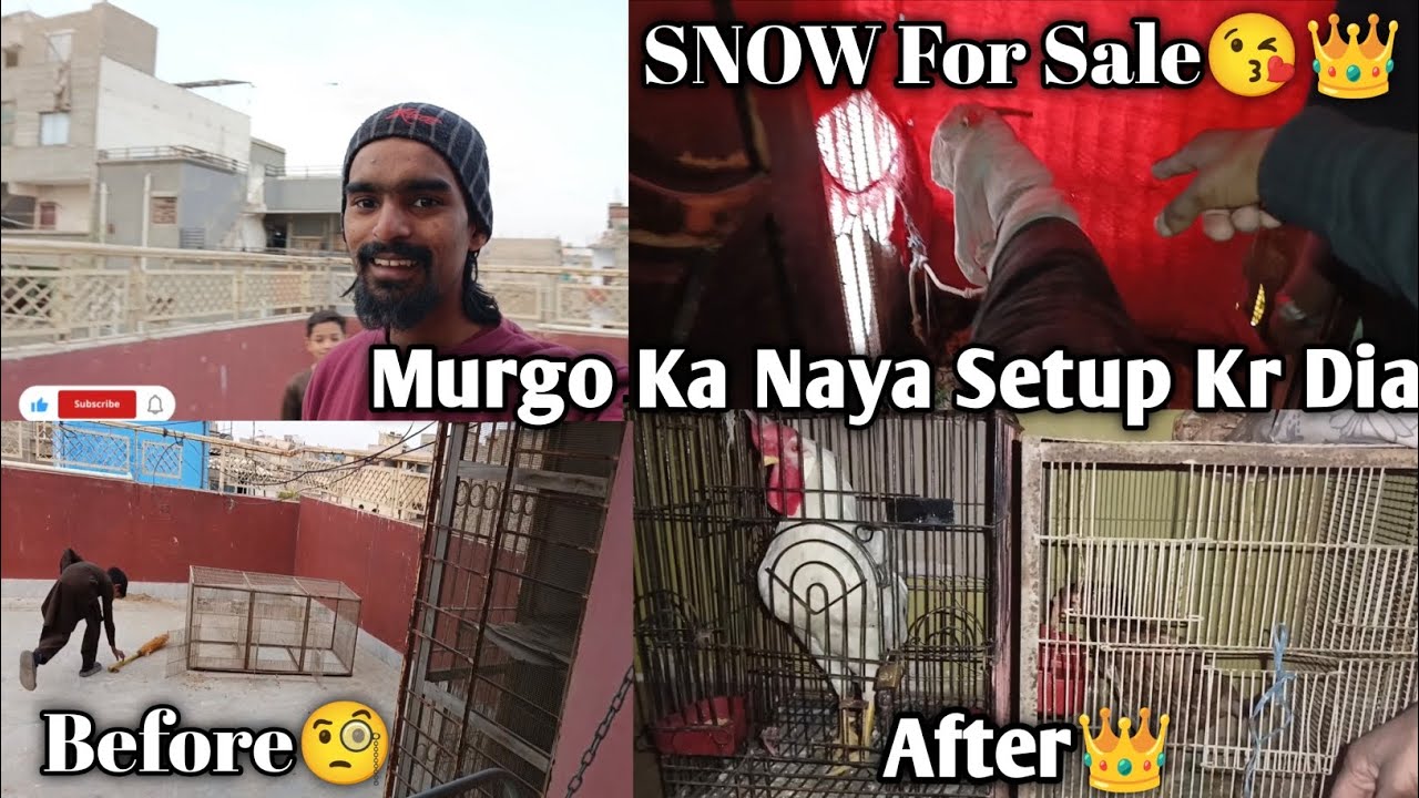 Snow or Dora For Sale🧐|Apny murgo ka Naya Set up🤔😘|Aseel female ka ilaj batao Expert🤔💝