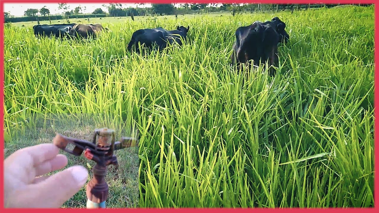 VANTAGENS DO PASTO IRRIGADO E ROTACIONADO!! - PC Morette