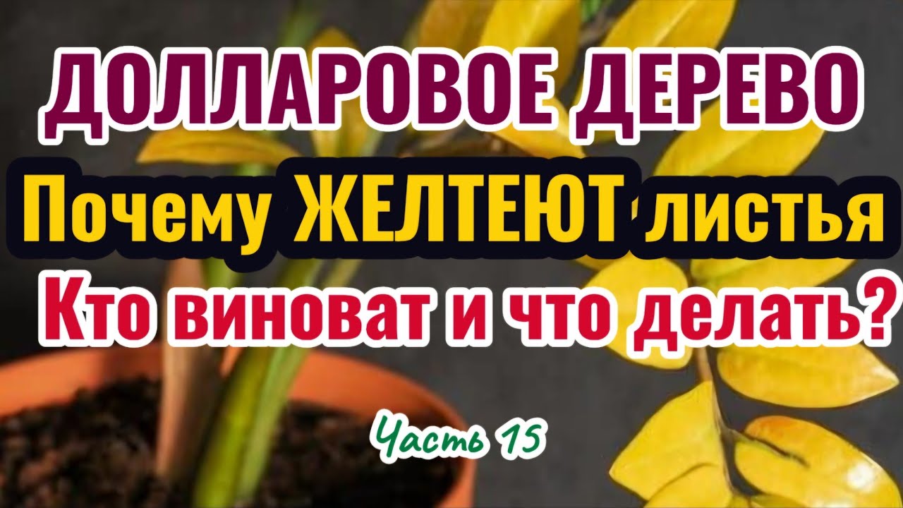 Замиокулькас.Ч.15. ВСЕ ПРИЧИНЫ ПОЖЕЛТЕНИЯ ЛИСТЬЕВ. УХОД и ПОЛИВ! 15.02.26г.