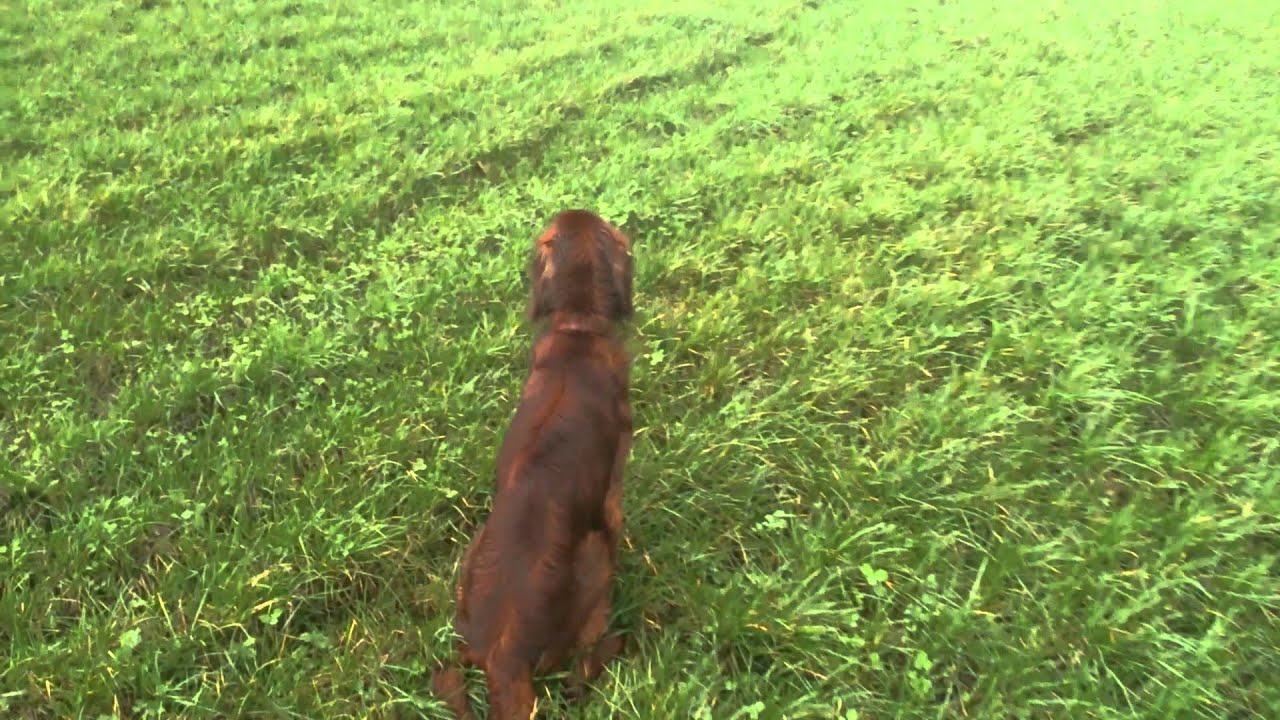Irish red setter hunting pheasants (HD)