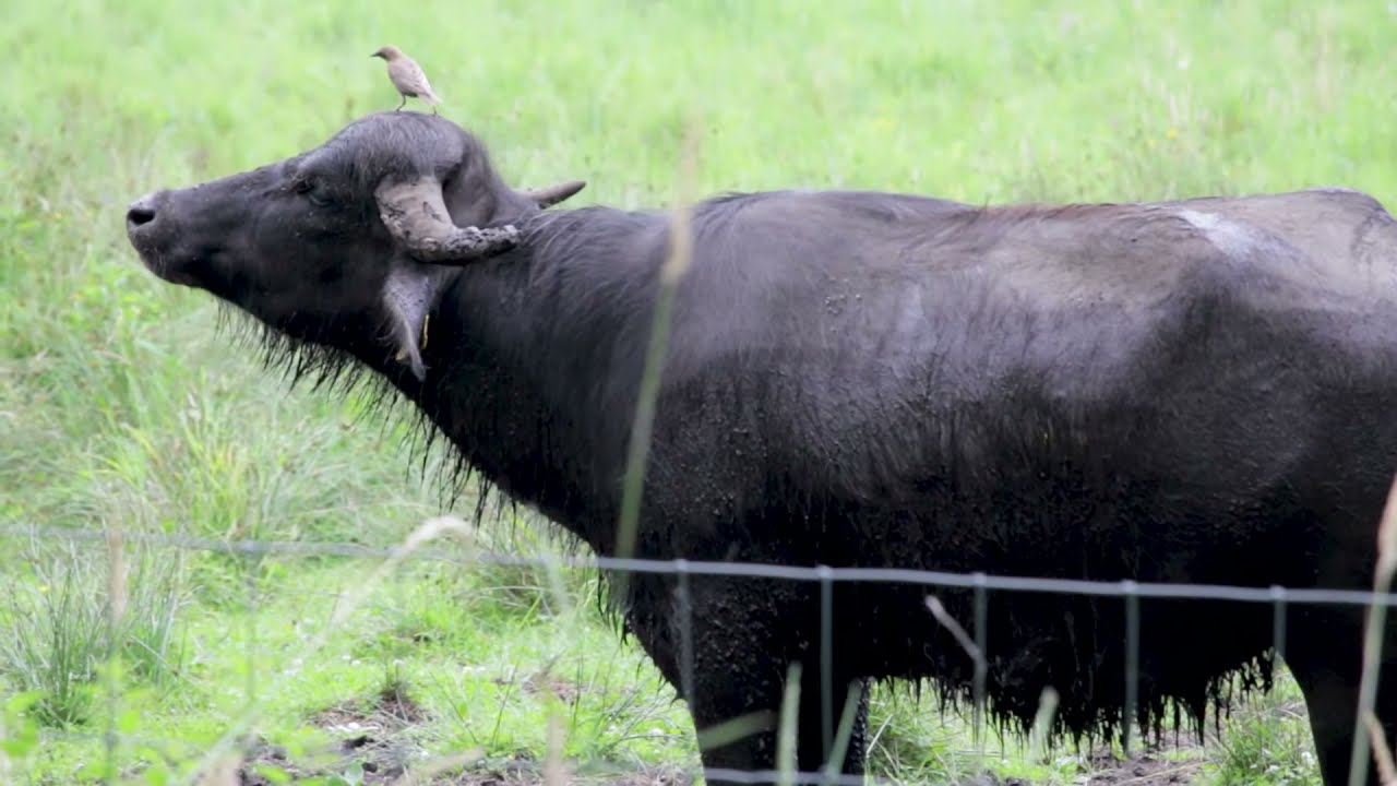 Searching for Water Buffalo in Berlin, Germany!