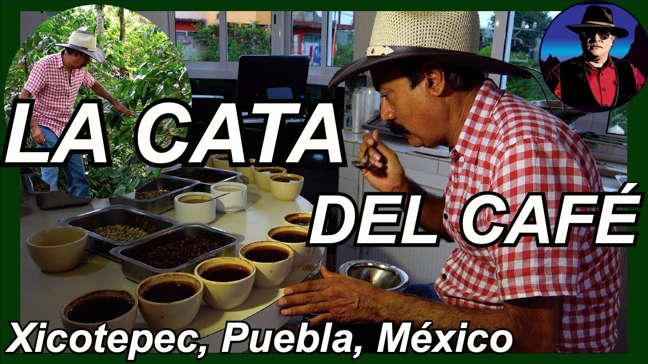 CATA DEL CAFE