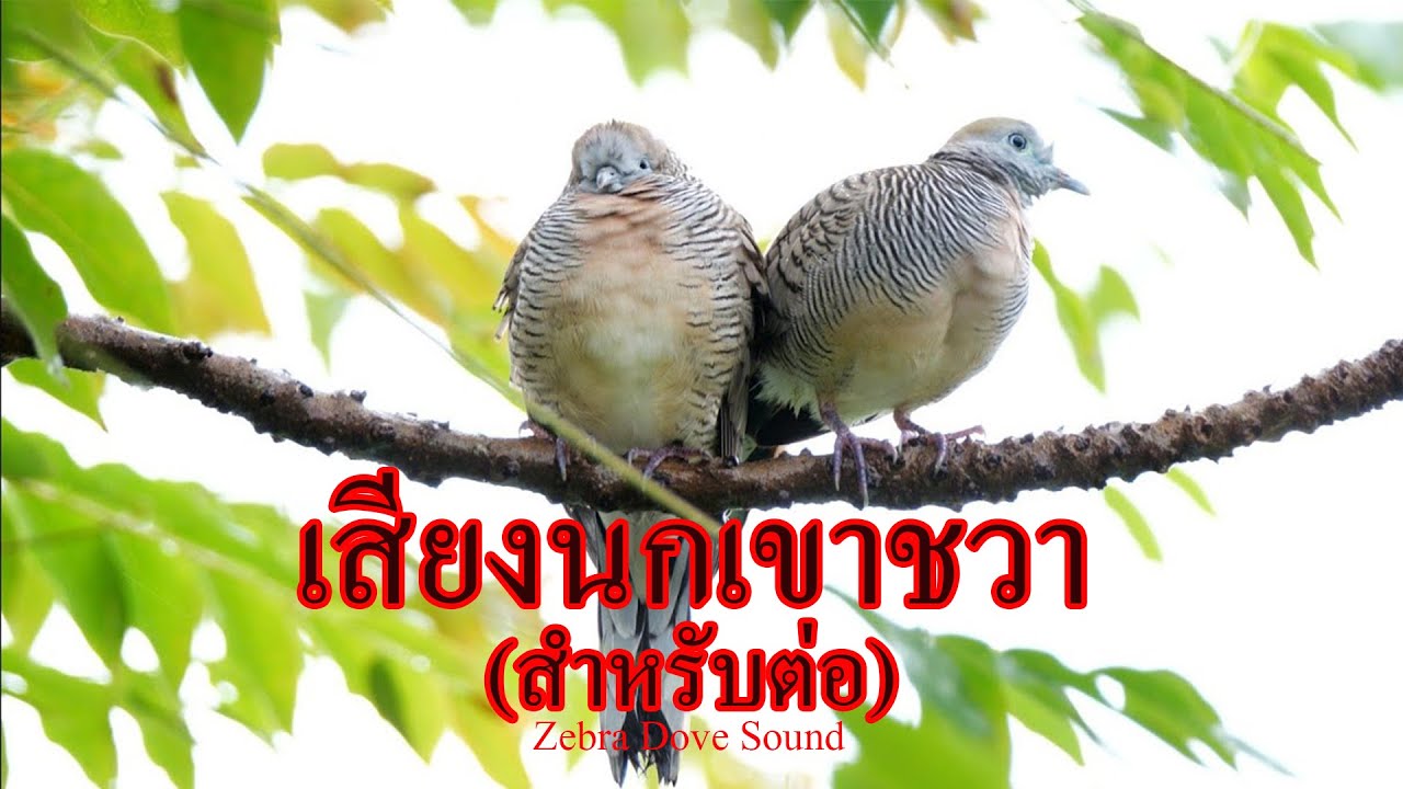 เสียงนกเขาชวา Zebra Dove Sound