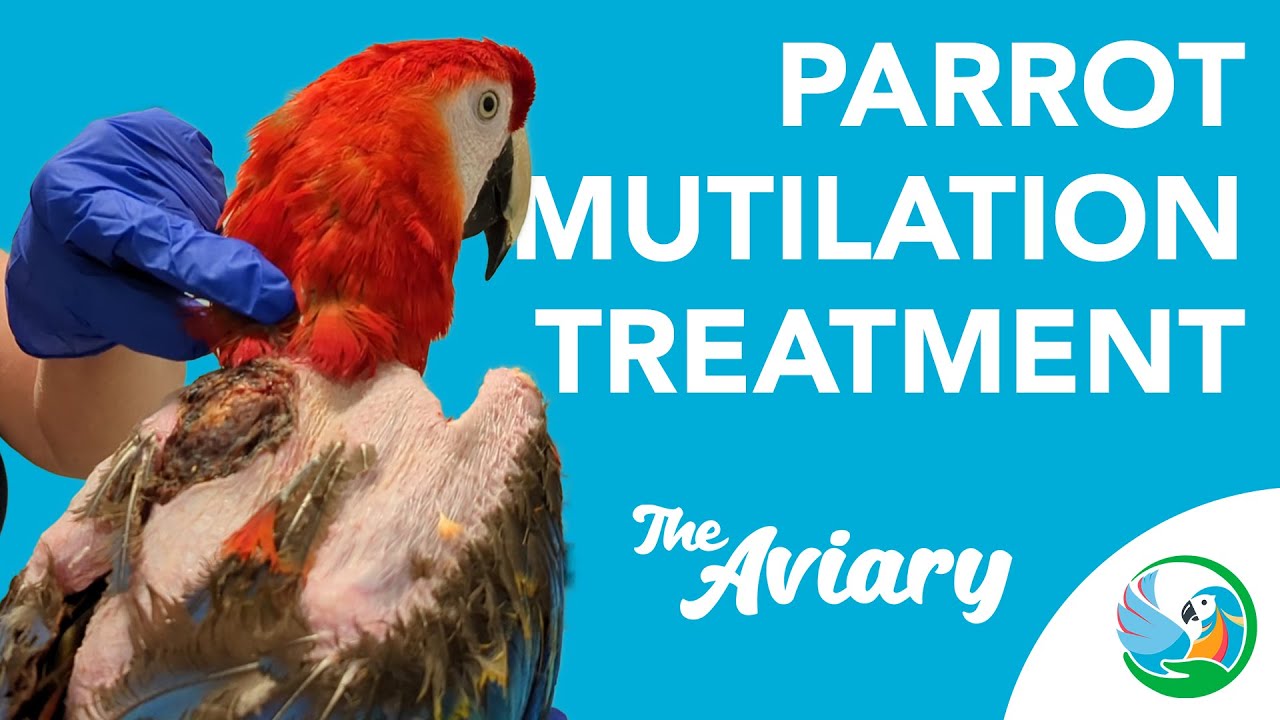 Parrot Mutilation: Riley&rsquo;s Journey to Wellness | The Aviary Episode 5