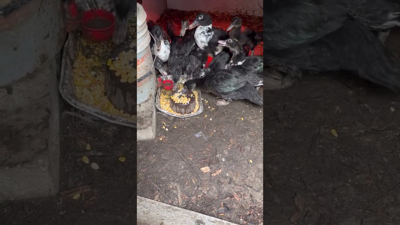 Ducks medium eggs 2022/2023