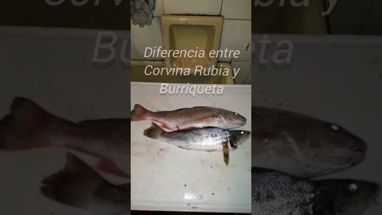 #diferencia entre #corvinarubia y #burriqueta #pesca #pescavariada #pescadeportiva #corvina #pescado