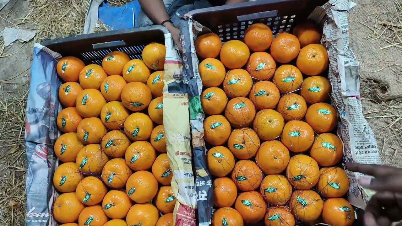 Vashi Wholesale Fruit Market l Saturday Market l Part 02