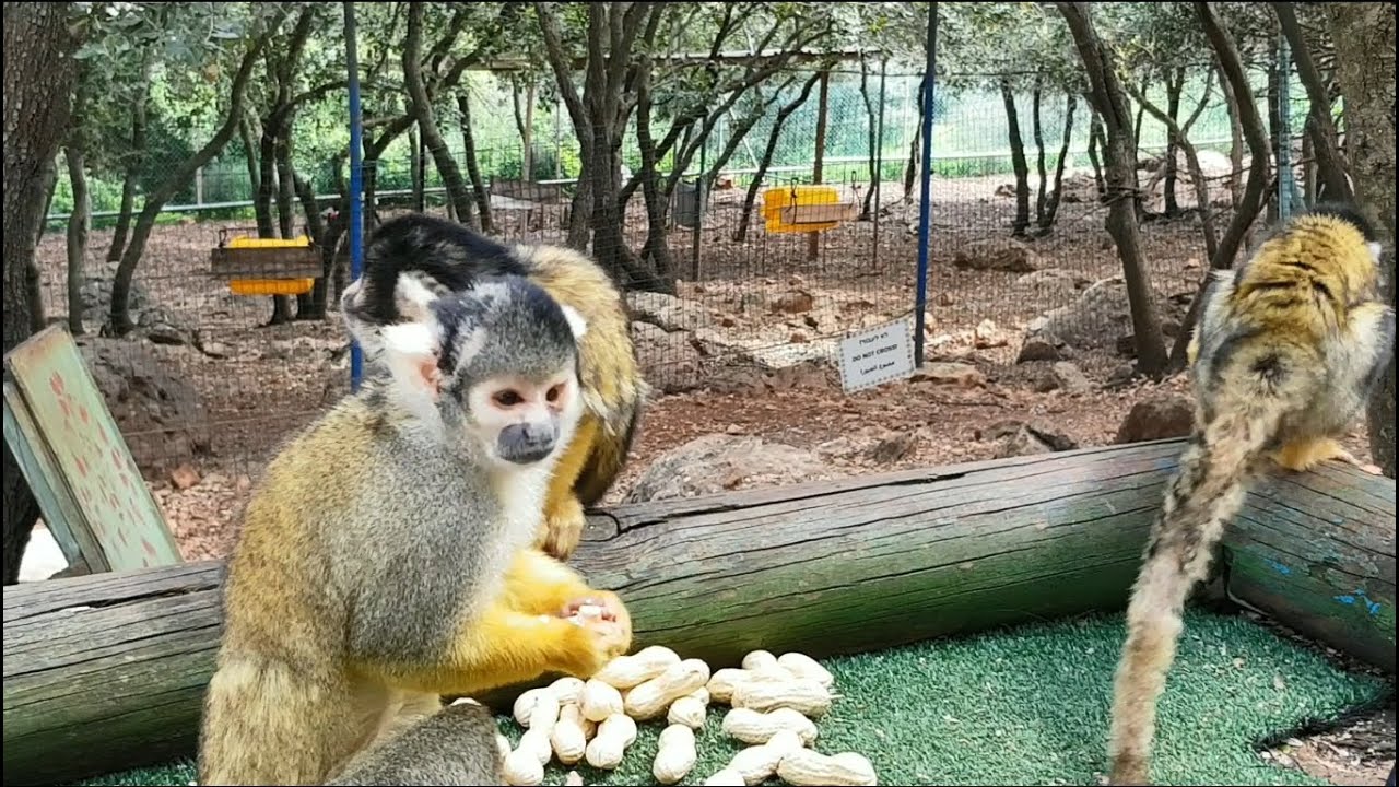 Monkey Forest.Yodfat.Лес обезьян.Йодфат. יער הקופים יודפת.