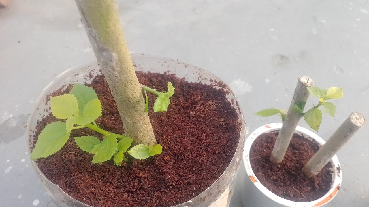 How to Propagate cutting in Winter @Deepksaath  #propagation #plants #trending